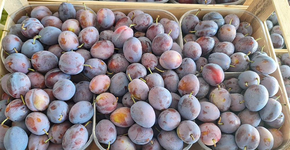 Susine europee cal. 40+ - Romagna - 1,50 euro al chilogrammo